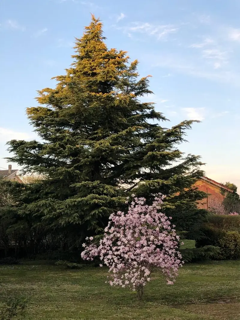 Conifera e magnolia stellata