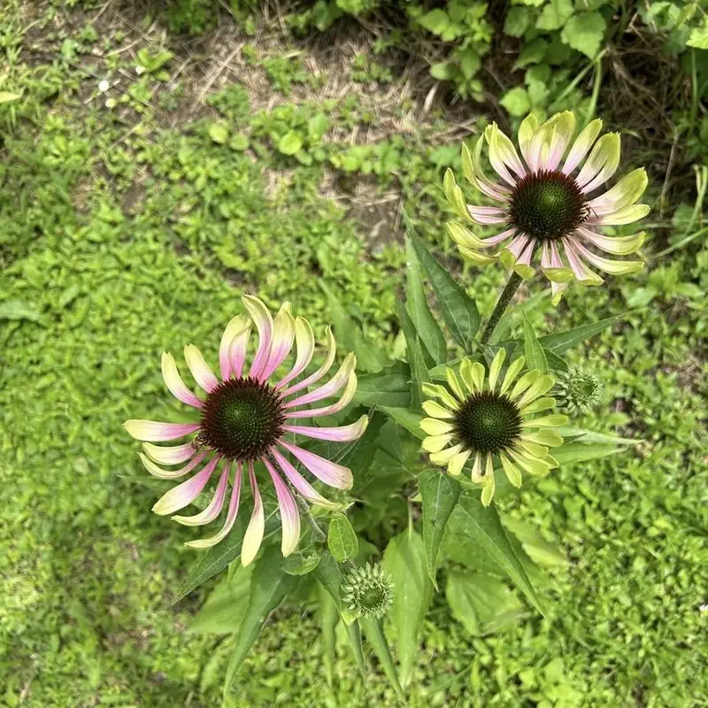 Echinacea vista dall'alto