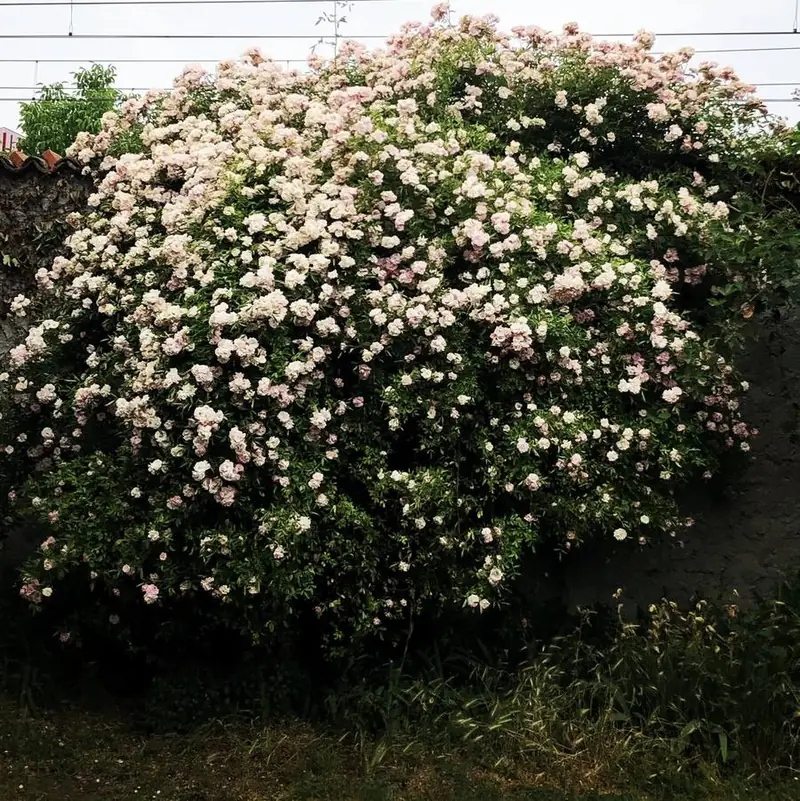 Rose che ricoprono il muro