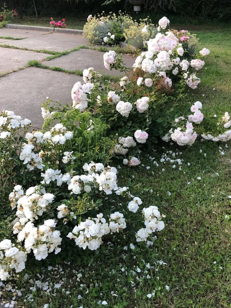 Un'aiuola di rose