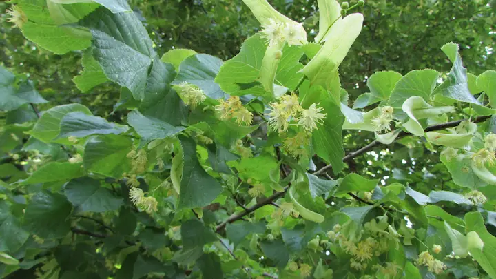 Fiori di tiglio